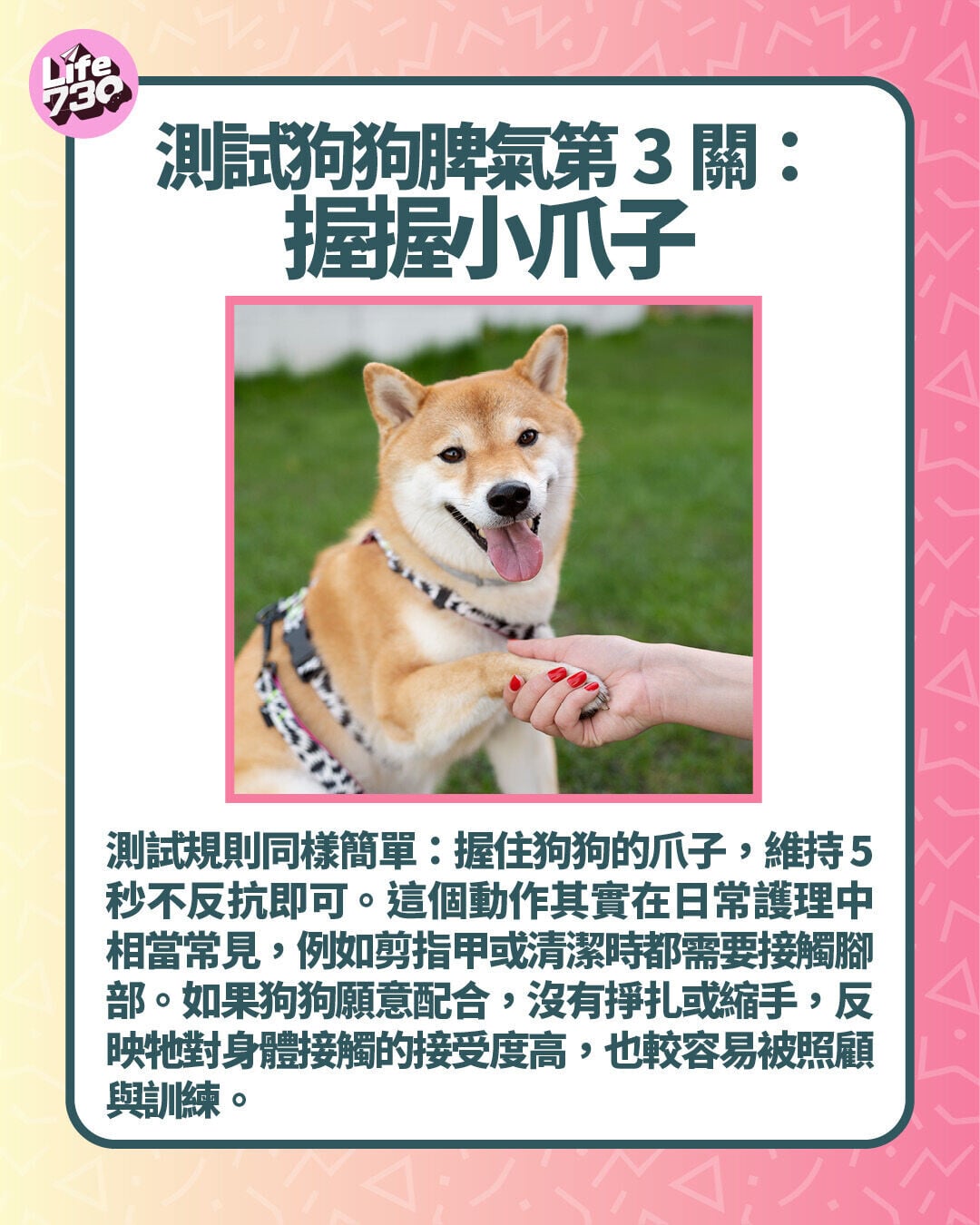 測試狗狗脾氣第3關:握握小爪子