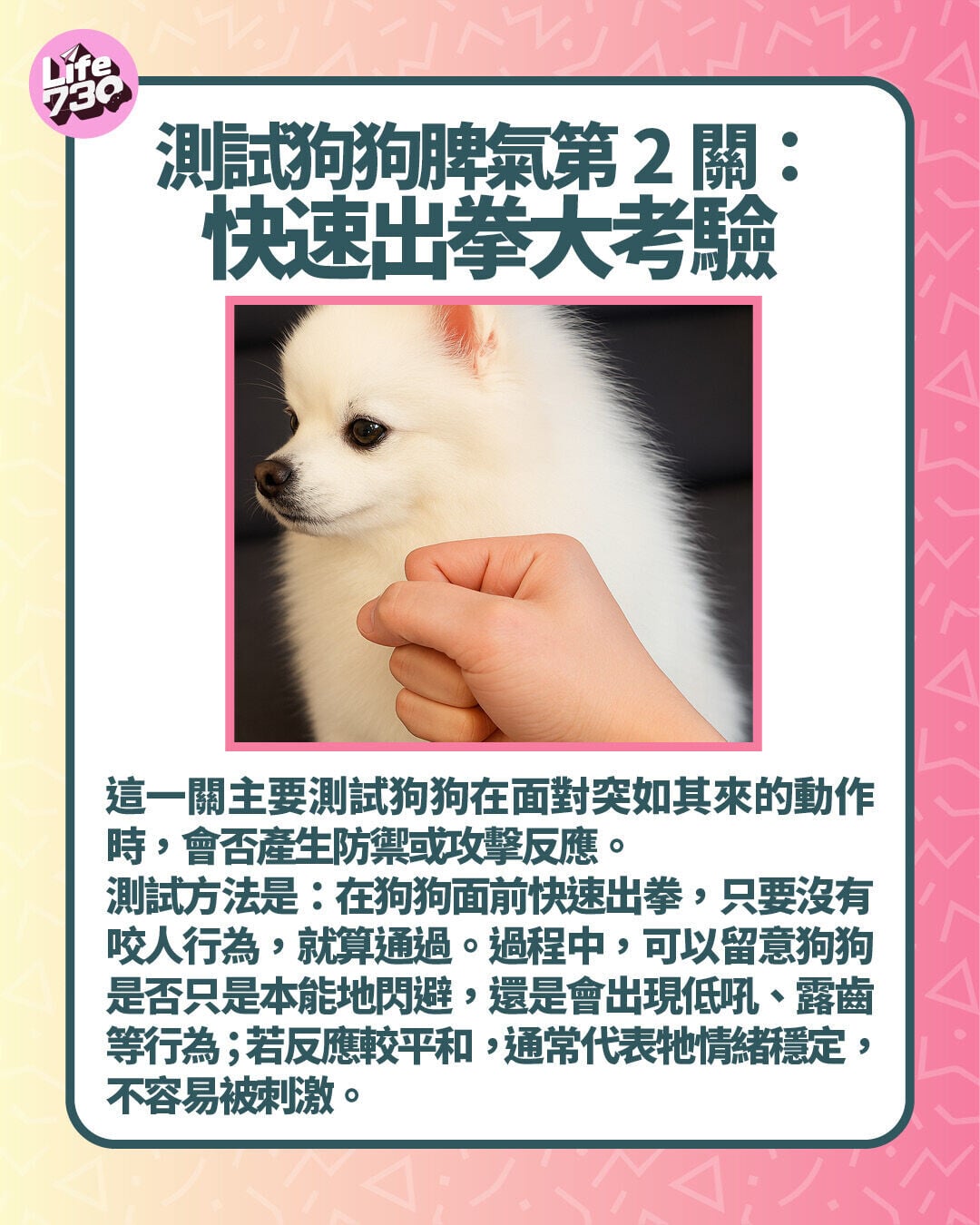 測試狗狗脾氣第2關:快速出拳大考驗
