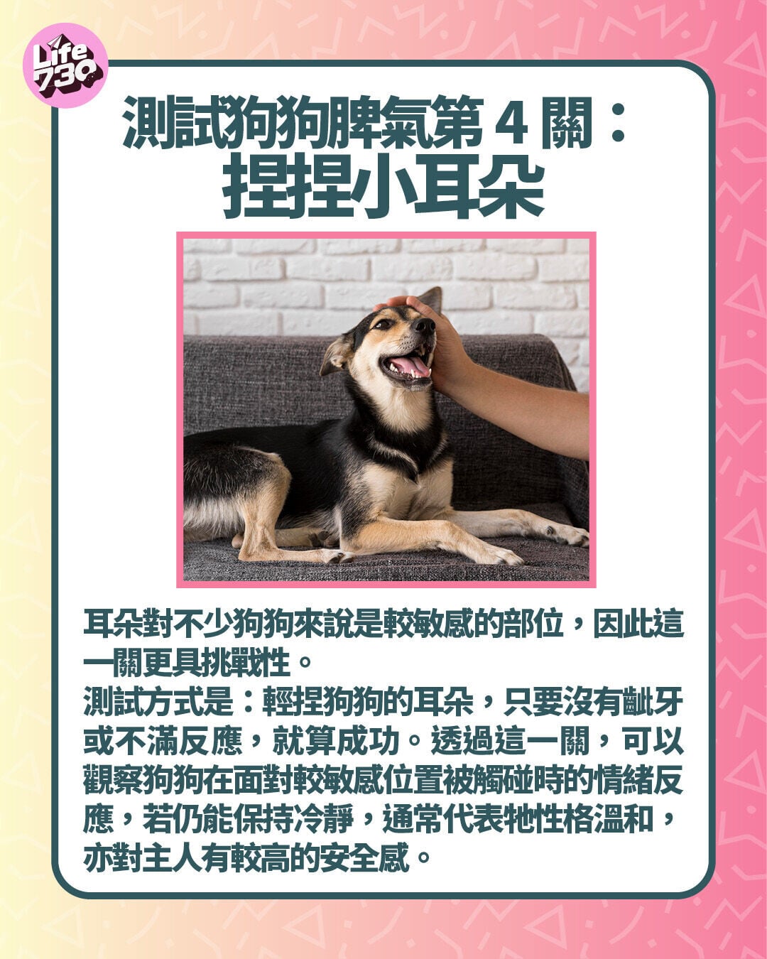 測試狗狗脾氣第4關:捏捏小耳朵