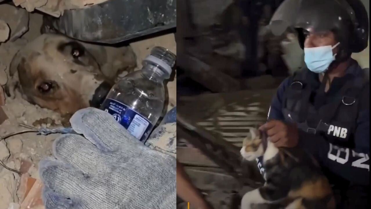 委內瑞拉地震｜貓狗獲救感人畫面瘋傳 設臨時收容中心協助受災動物