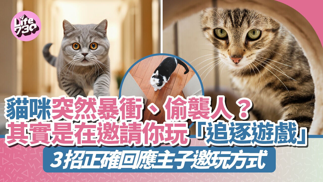 貓咪突然暴衝、偷襲人？其實是在邀請你玩「追逐遊戲」 3招正確回應主子邀玩方式