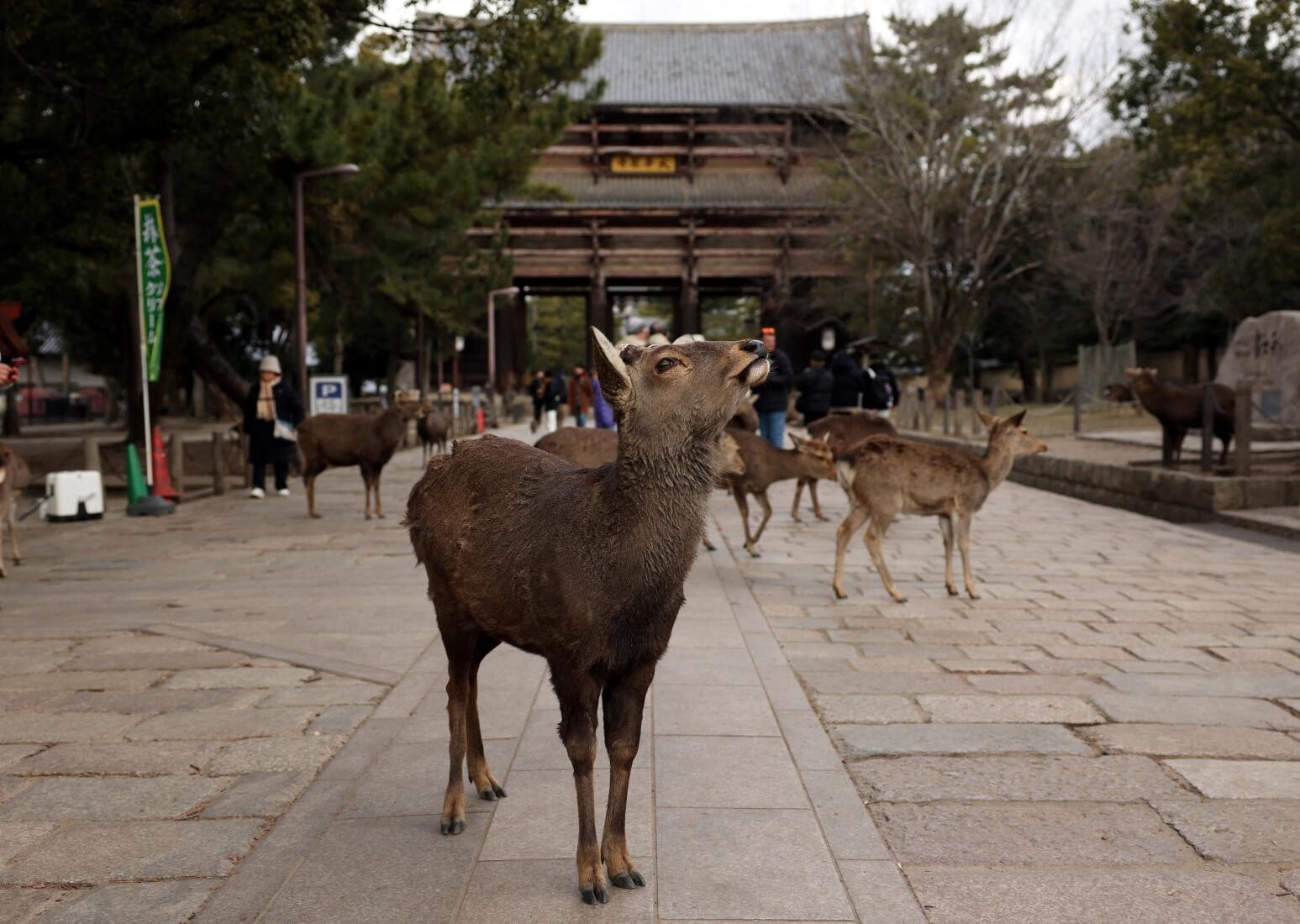 奈良鹿公園。（圖／路透社）