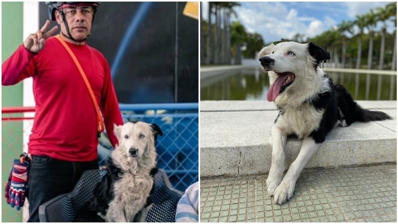 委內瑞拉地震搜救犬連救13人爆紅，曾遭虐待棄養逆襲變英雄。(X)