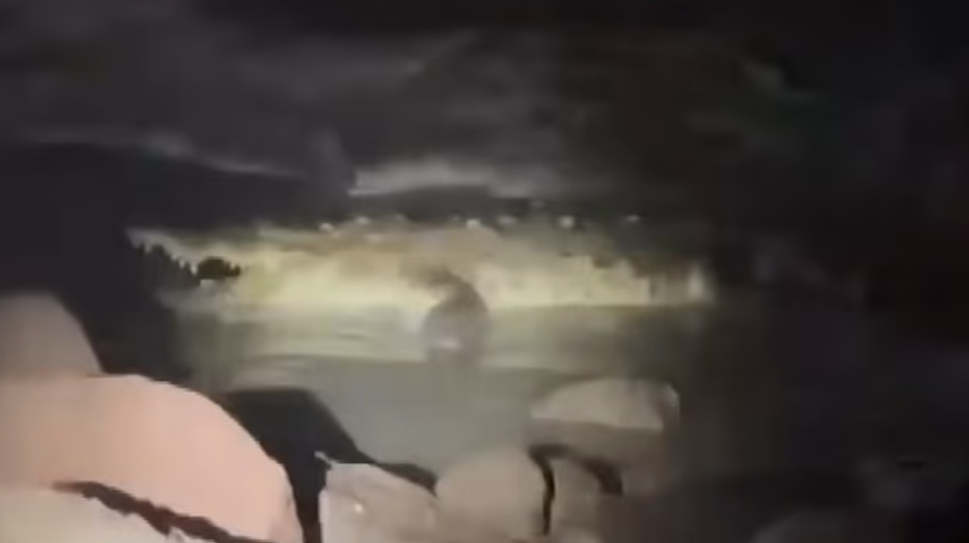 當地傳媒拍攝疑似涉事鱷魚。(互聯網)