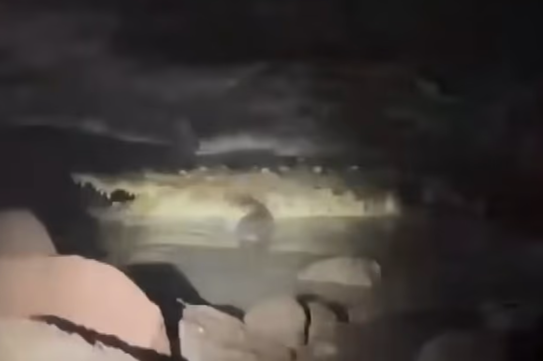 當地傳媒拍攝疑似涉事鱷魚。(互聯網)