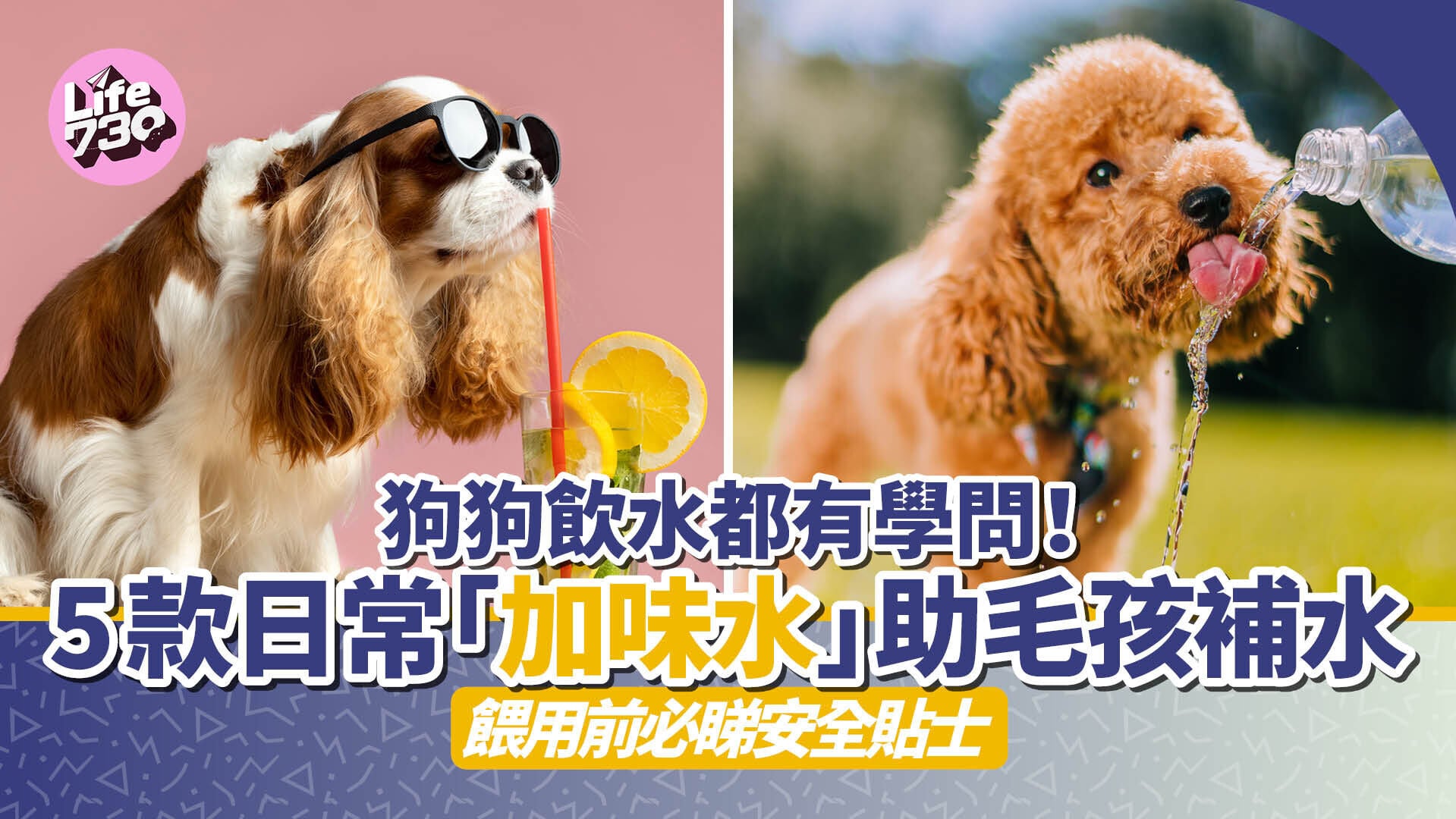 狗狗飲水都有學問！5款日常「加味水」助毛孩補水　餵用前必睇安全貼士
