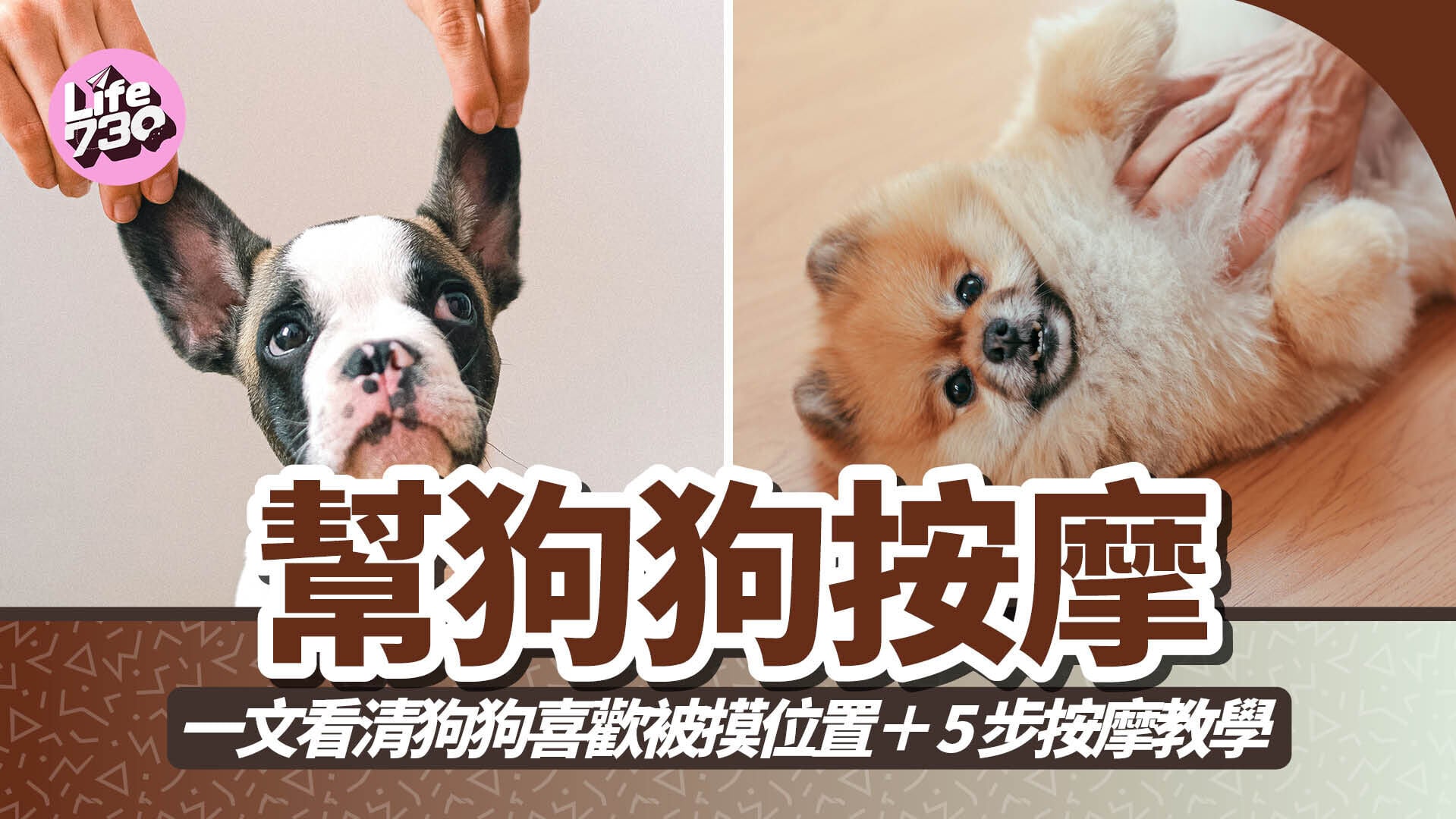 幫狗狗按摩｜一文看清狗狗喜歡被摸位置＋5步按摩教學