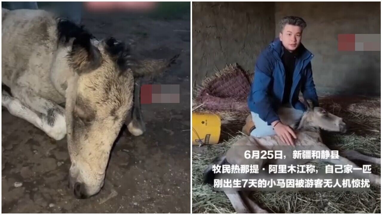 出世僅7天小馬遭遊客無人機追拍，受驚逃跑爆肺慘死。(微博)