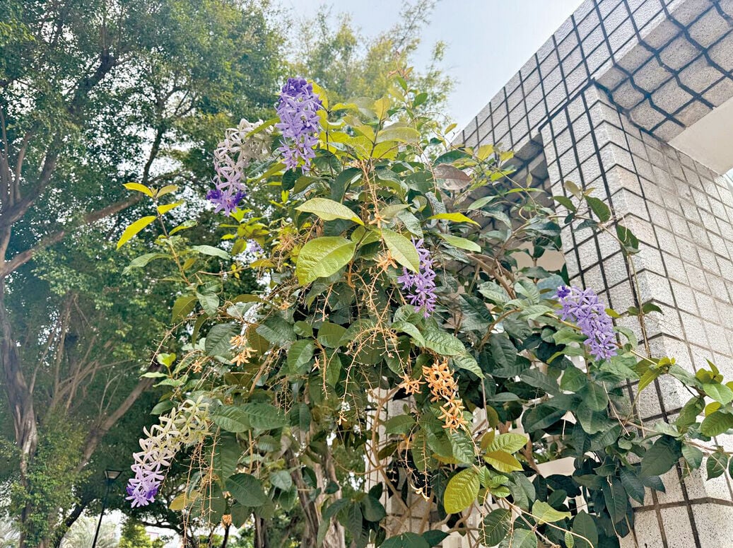 充滿生命力的藍花藤在盛開。