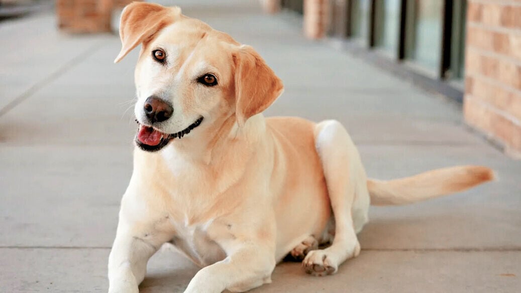 Health 3col ld011624 jc tail wagging feat