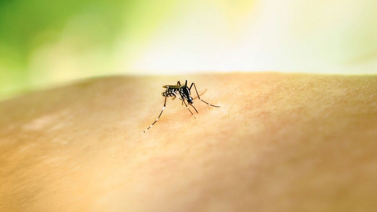 蚊咬止癢方法｜畫十字、塗口水冇用! 推薦番梘水/蘆薈