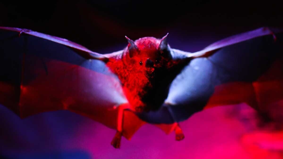 蝙蝠