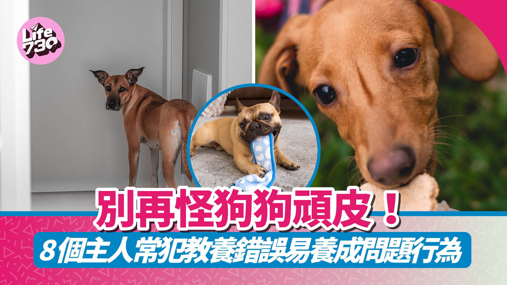 別再怪狗狗頑皮！8個主人常犯教養錯誤易養成問題行為