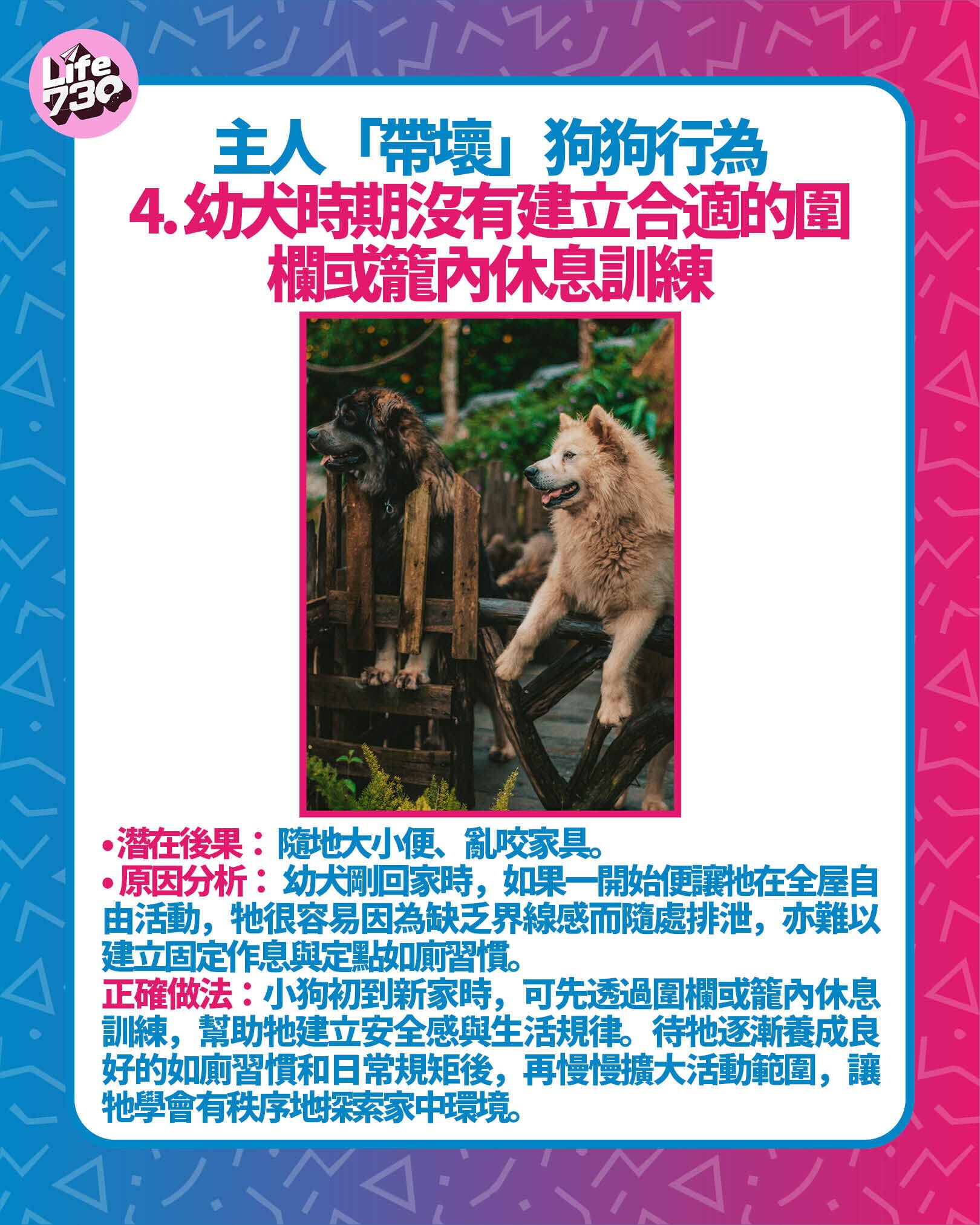 主人「帶壞」狗狗行為4. 幼犬時期沒有建立合適的圍欄或籠內休息訓練
