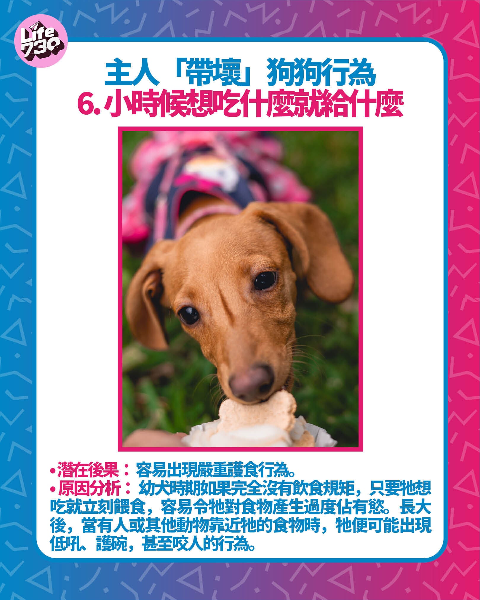 主人「帶壞」狗狗行為6. 小時候想吃什麼就給什麼