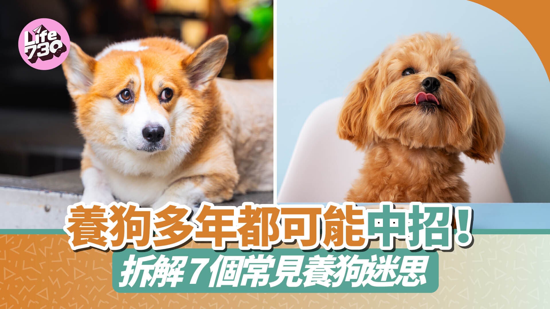 養狗多年都可能中招！拆解 7 個常見養狗迷思