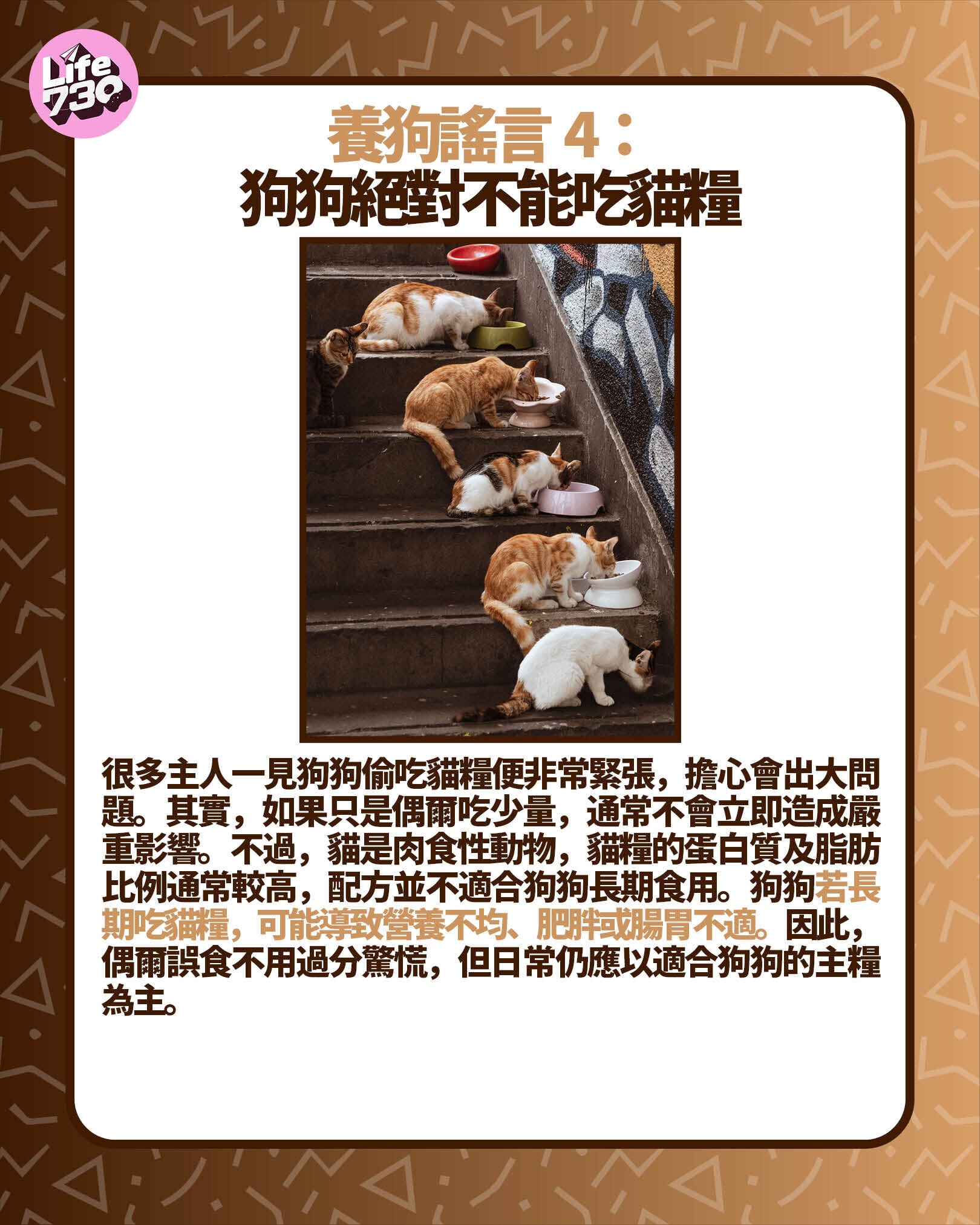 養狗謠言 4:狗狗絕對不能吃貓糧