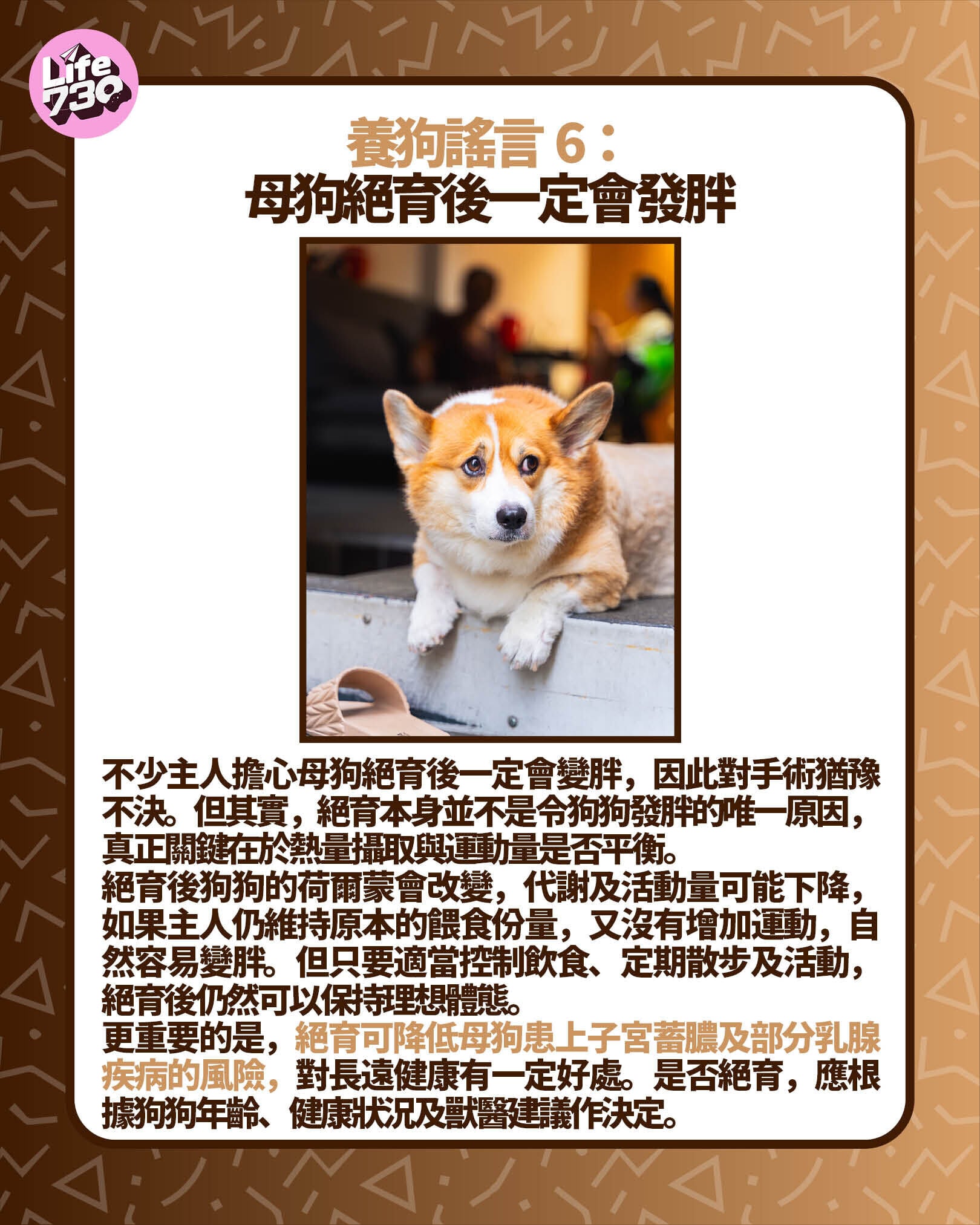 養狗謠言 6:母狗絕育後一定會發胖