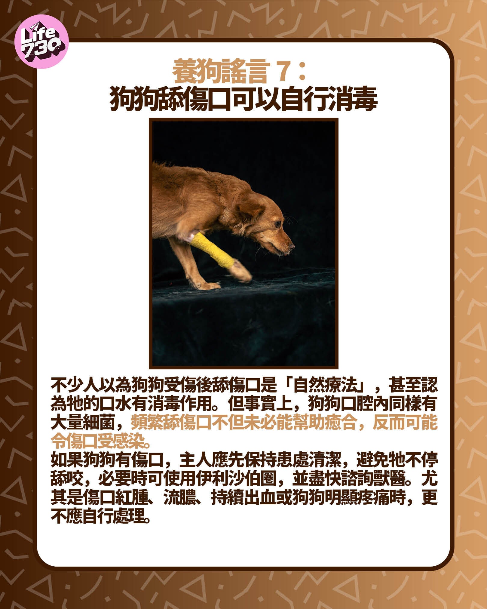 養狗謠言7: 狗狗舔傷口可以自行消毒