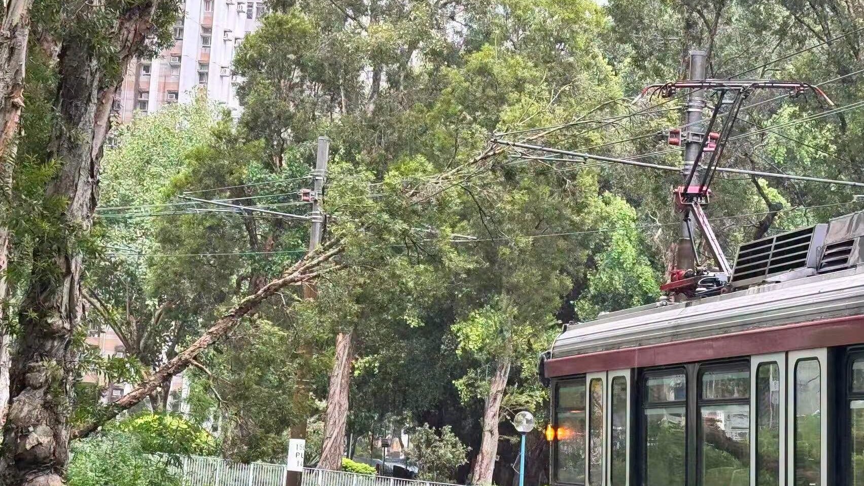 港鐵今日（7月3日）下午3時01分表示，受塌樹影響，良景站附近的輕鐵服務暫停。(屯門友FB)