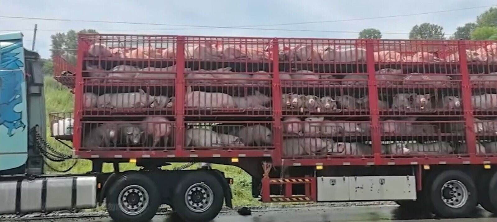 山西省晉中市日前發生車禍,一輛滿載豬隻的大貨車行駛時爆胎失控,車身向路旁水渠傾側,260隻豬被困