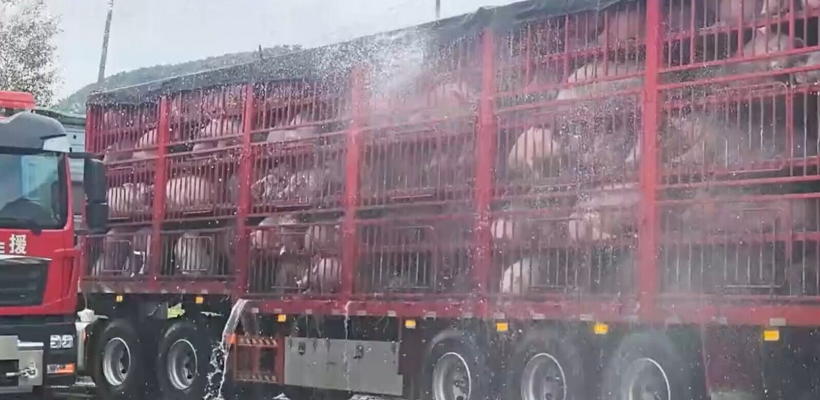 消防人員對著豬隻不停灑水,利用水槍為車廂內的豬隻降溫,緩解豬隻不適