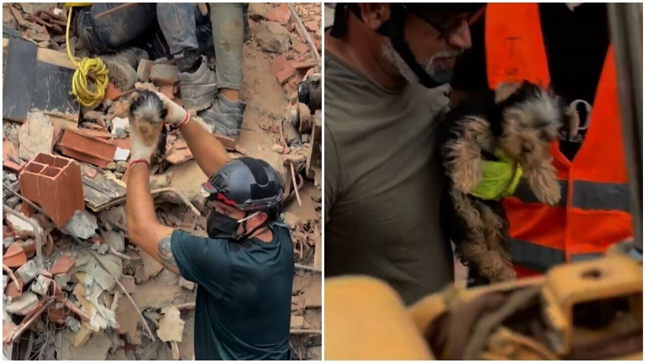 委內瑞拉地震，死亡人數增至3342人，約瑟犬困10天獲救。(X)