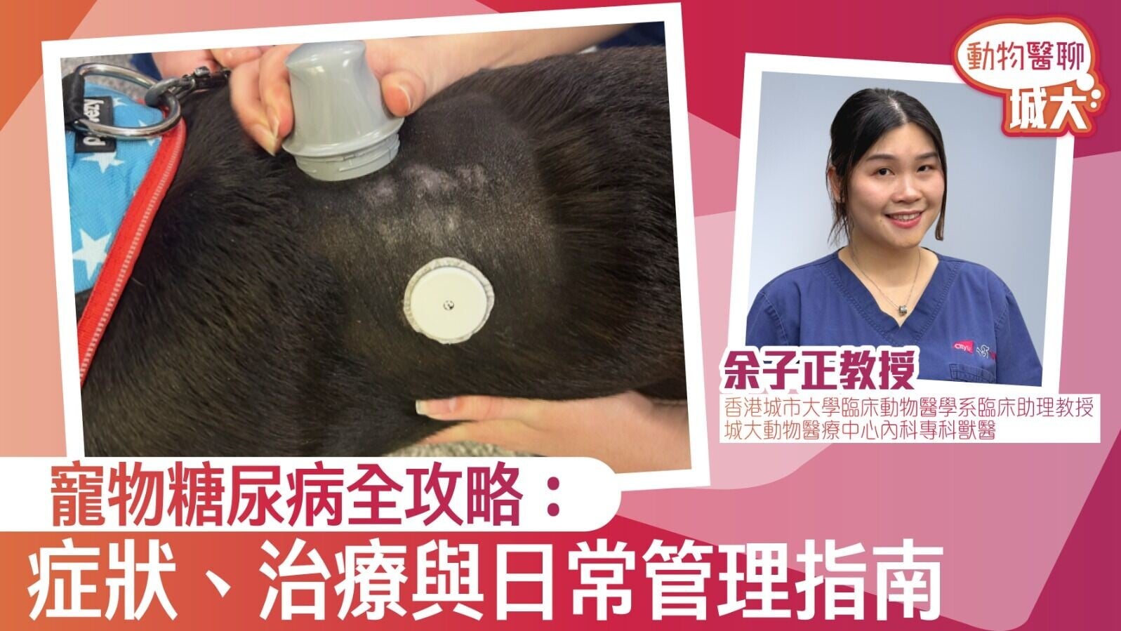 寵物糖尿病全攻略：症狀、治療與日常管理指南