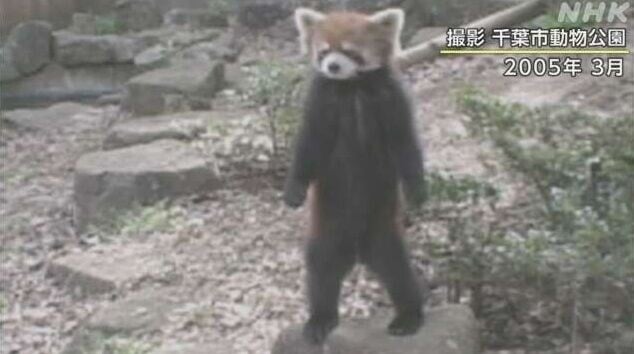 日本小熊貓風太