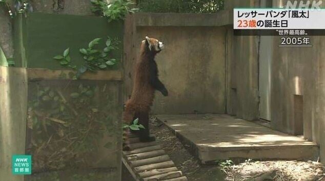 日本小熊貓風太