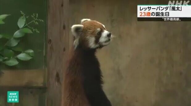 日本小熊貓風太