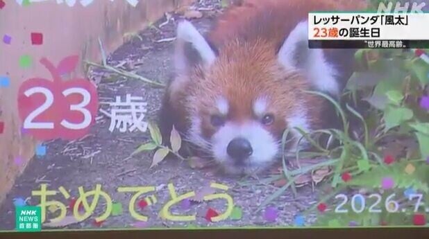 日本小熊貓風太