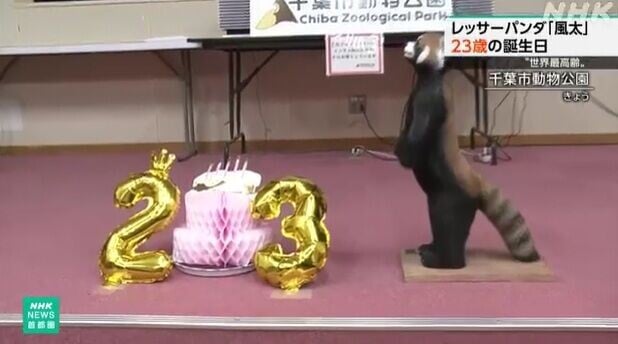 日本小熊貓風太