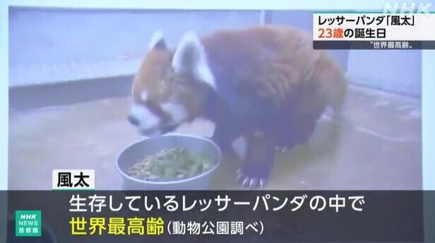 日本小熊貓風太