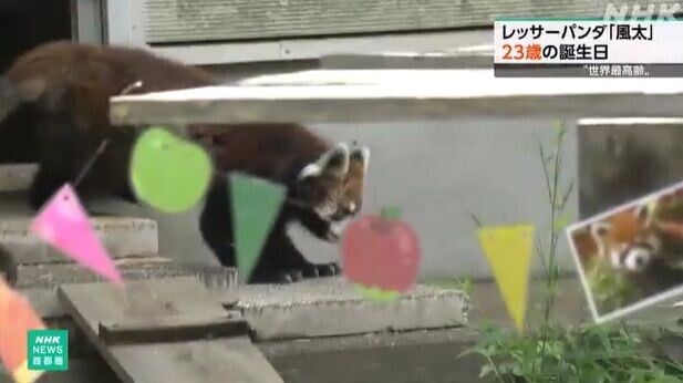 日本小熊貓風太