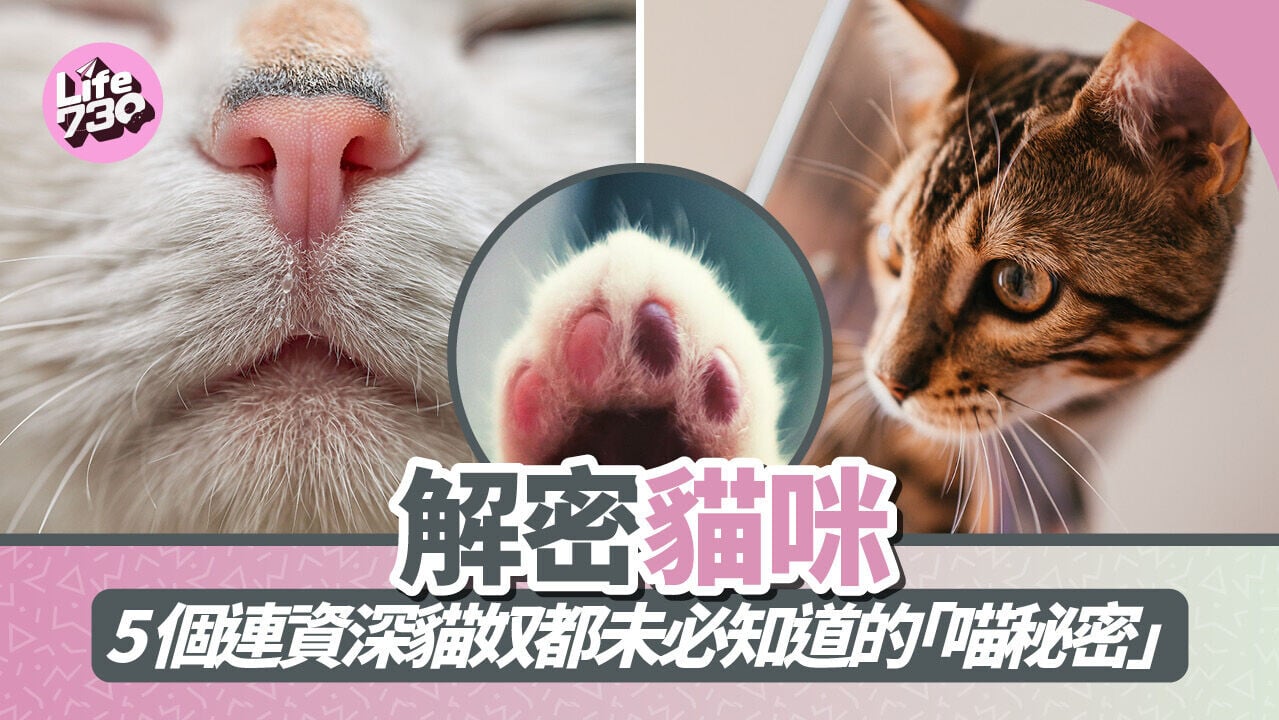 解密貓咪 | 5個連資深貓奴都未必知道的「喵秘密」