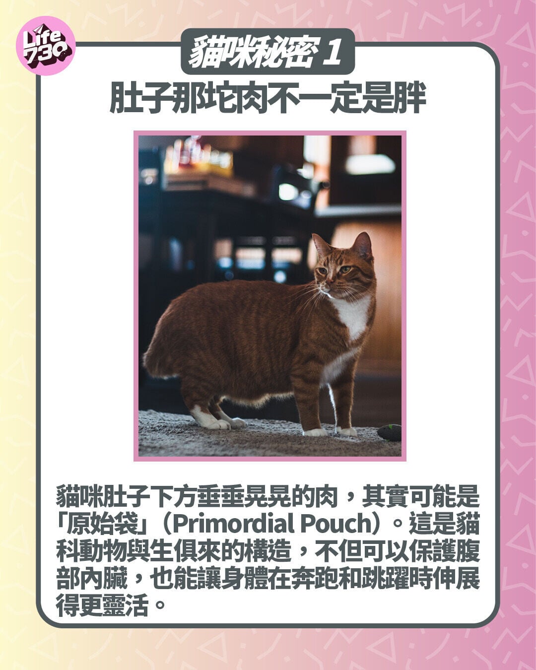 貓咪秘密1. 肚子那坨肉不一定是胖