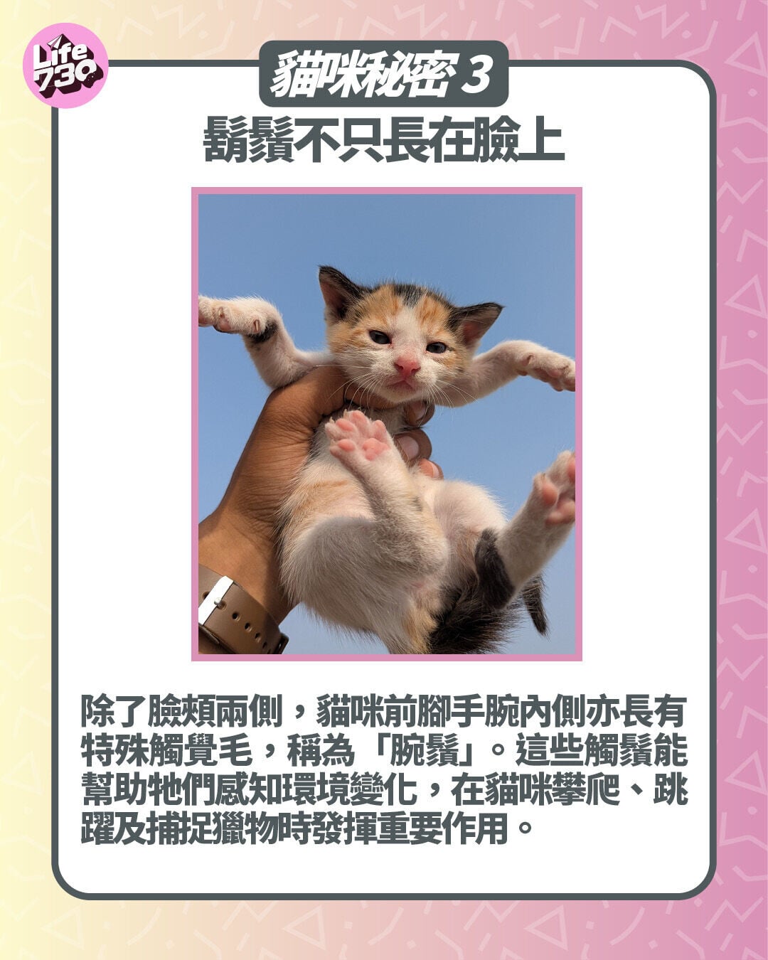 貓咪秘密3. 鬍鬚不只長在臉上