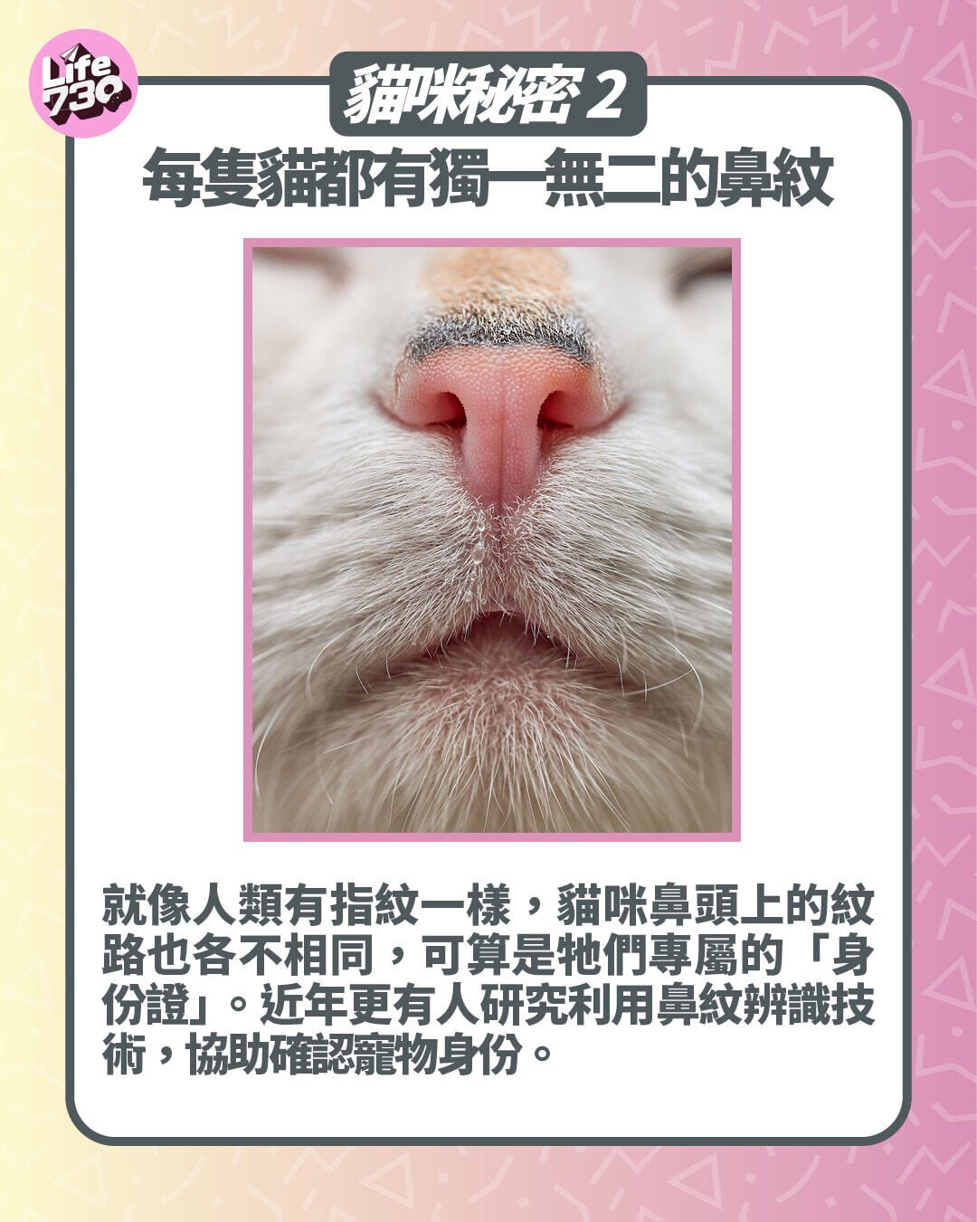 貓咪秘密2. 每隻貓都有獨一無二的鼻紋