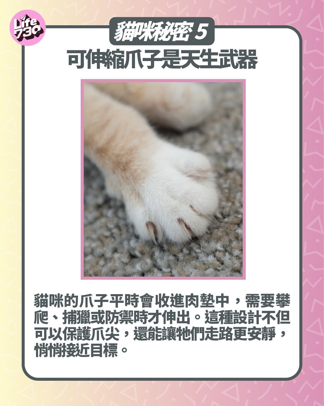 貓咪秘密5. 可伸縮爪子是天生武器
