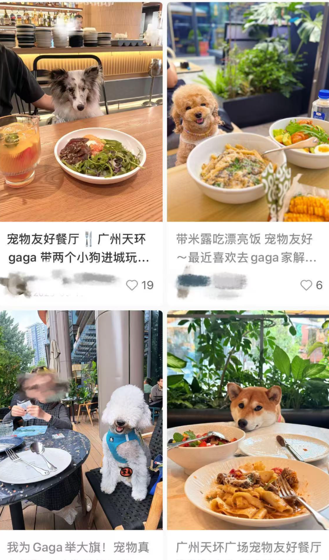 在社交平台上,不少用戶稱gaga為「寵物友好餐廳」,並發布攜帶寵物進gaga餐廳的帖子。部份帖子中可以看到,寵物直接接觸餐桌。(網上圖片)