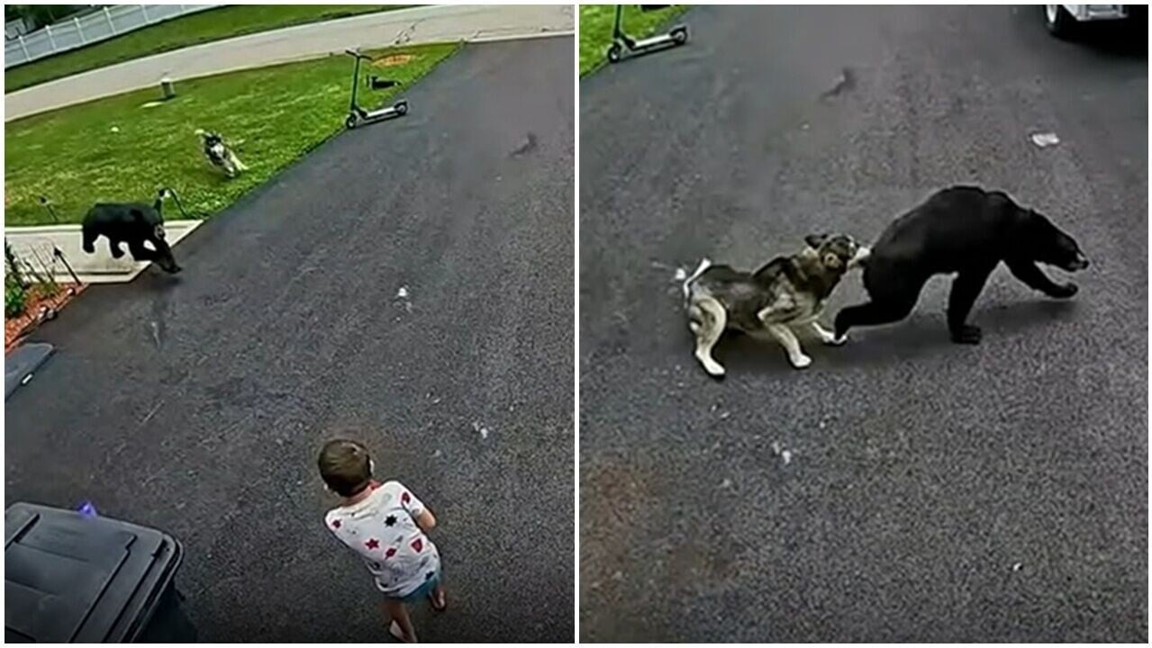 二哈為救少主，追咬黑熊屁股，主人：必獎勵牛扒。(X)