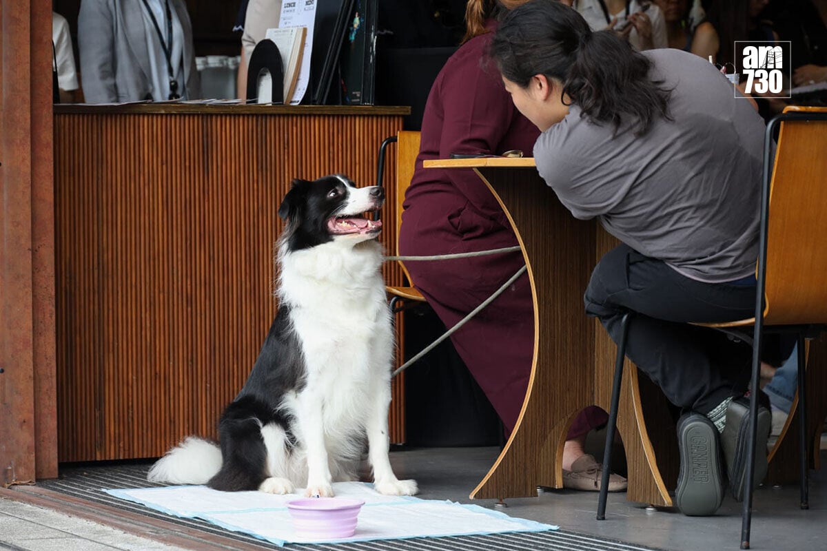 狗隻獲准進入食肆措施首日,政府稱整體運作順利。(周令知攝)