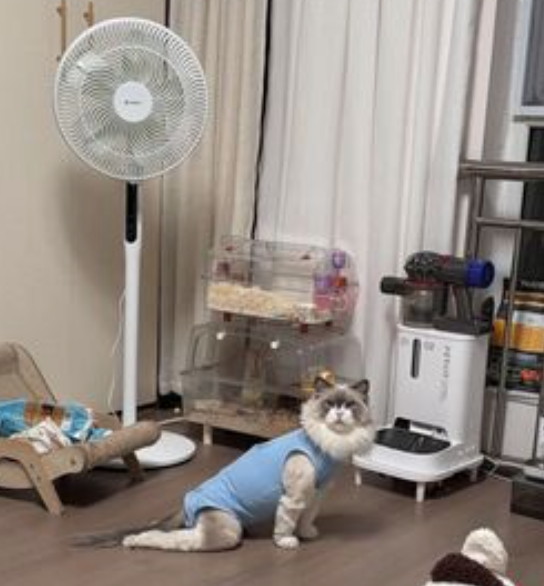 內地貓主展示其愛貓忽然癱瘓的照片。(互聯網)