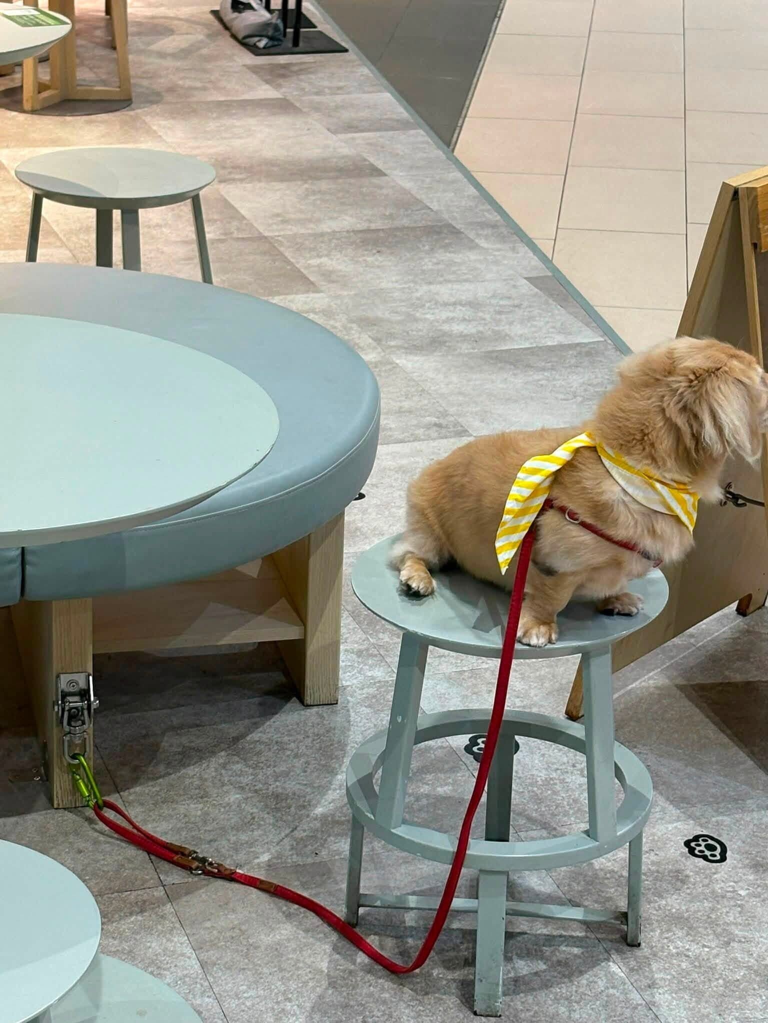 狗隻入食肆|敘福樓集團主席兼行政總裁黃傑龍回應,旗下獲批牌照的Megabox The Matcha Tokyo,他有信任動物主人會遵守法例和照顧好狗狗。(黃傑龍fb)