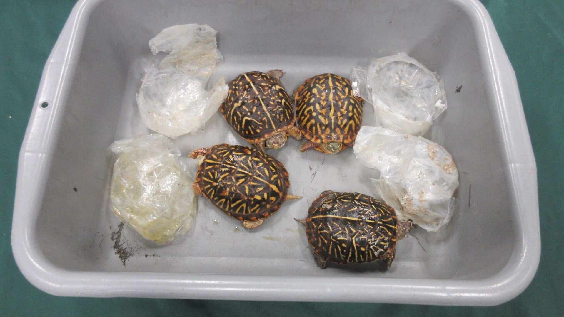 郵包內藏有4隻活龜。