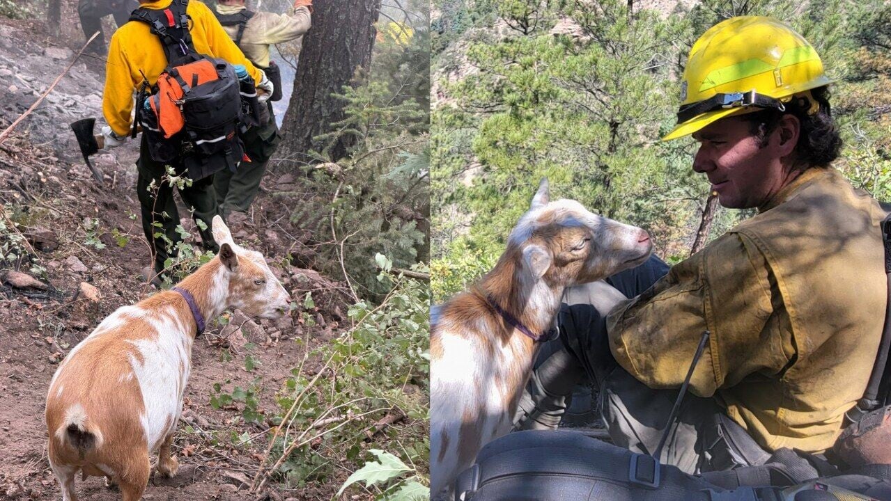 山羊成科羅拉多山火救火英雄　主動帶路助消防員抵現場