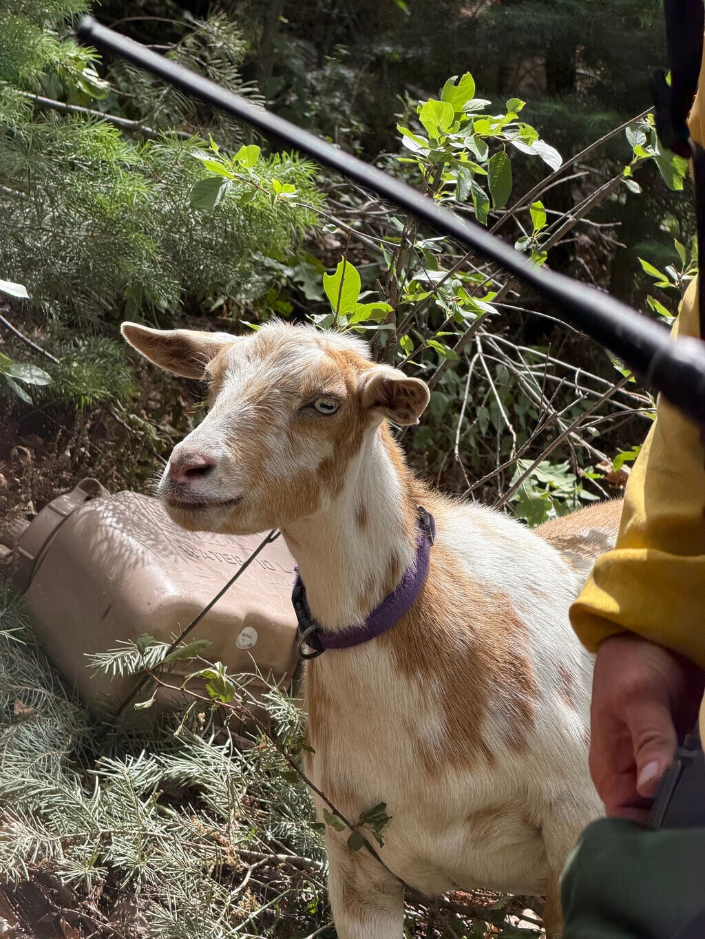 美國科羅拉多州山火,山羊Goldie對山區地形十分熟悉,牠一路走在消防員前方(AP)