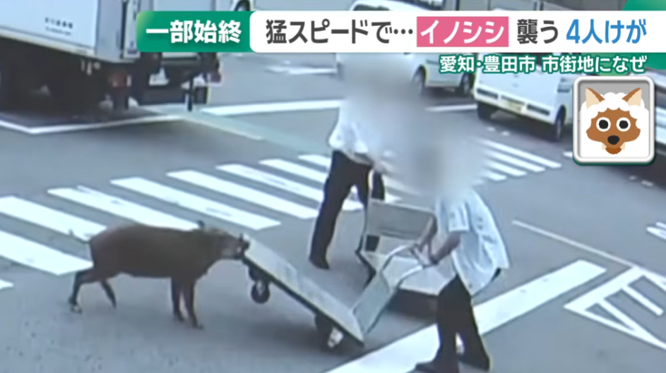 日本野豬