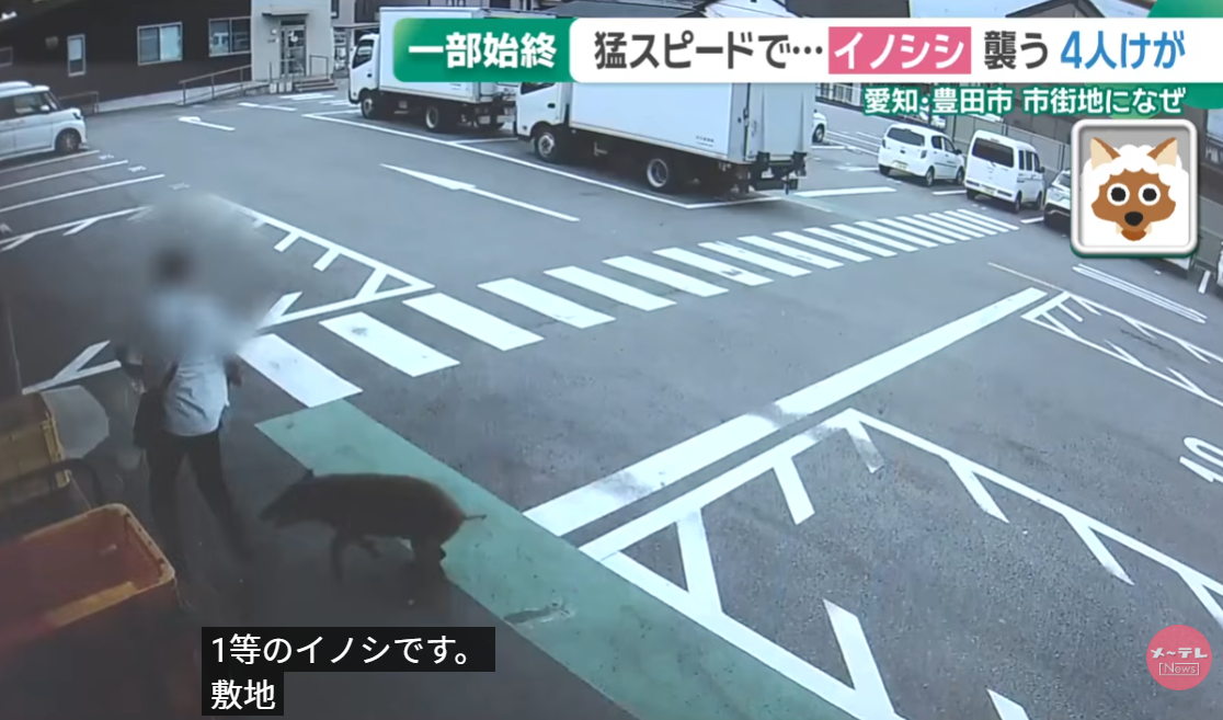 日本野豬